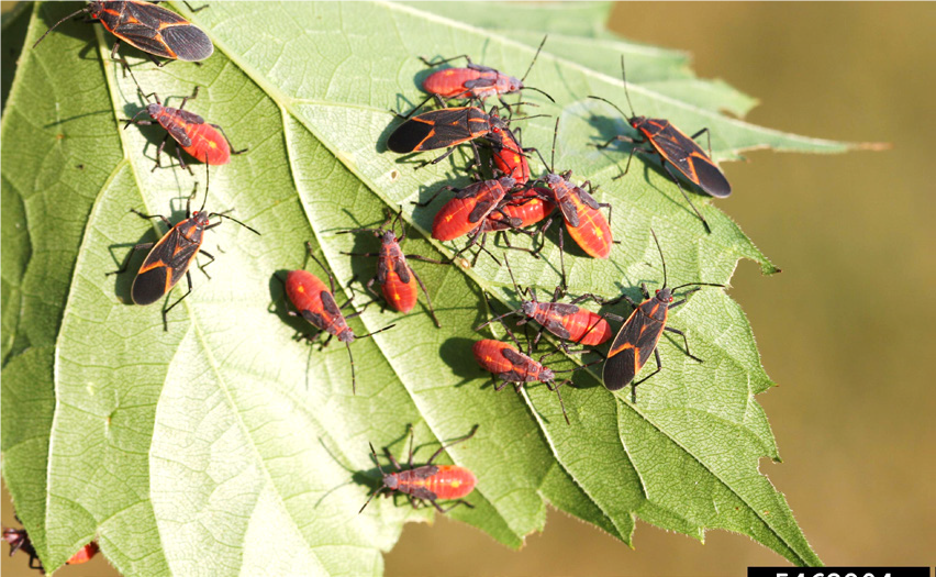 boxelder bug nymphs and adults