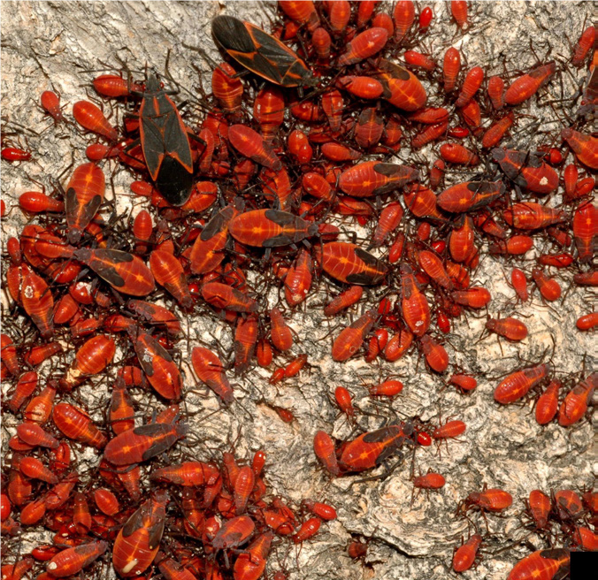  boxelder bug nymphs and adults