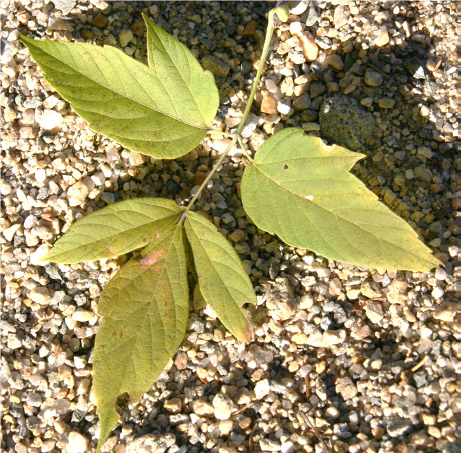 boxelder leaf