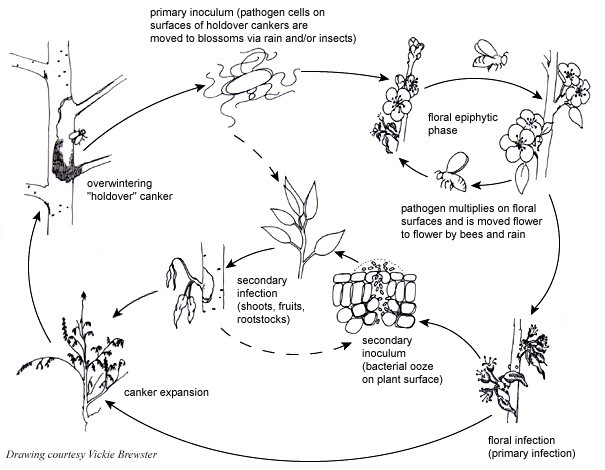 pest cycle