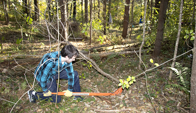 Community member uses a weed wrench to pull up the invasive species buckthorn