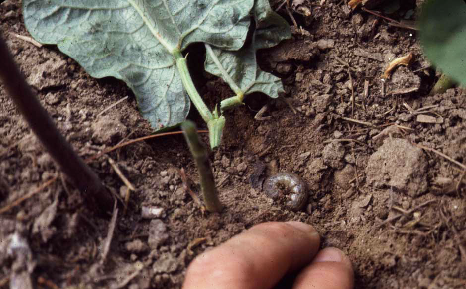 Cutworm larva damage