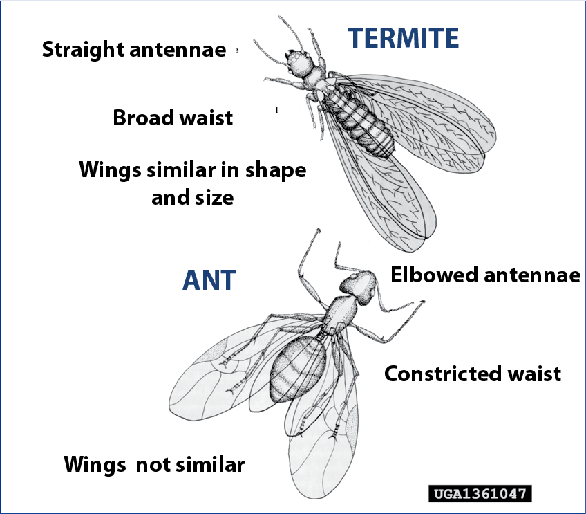 Difference between winged carpenter ants and winged termites