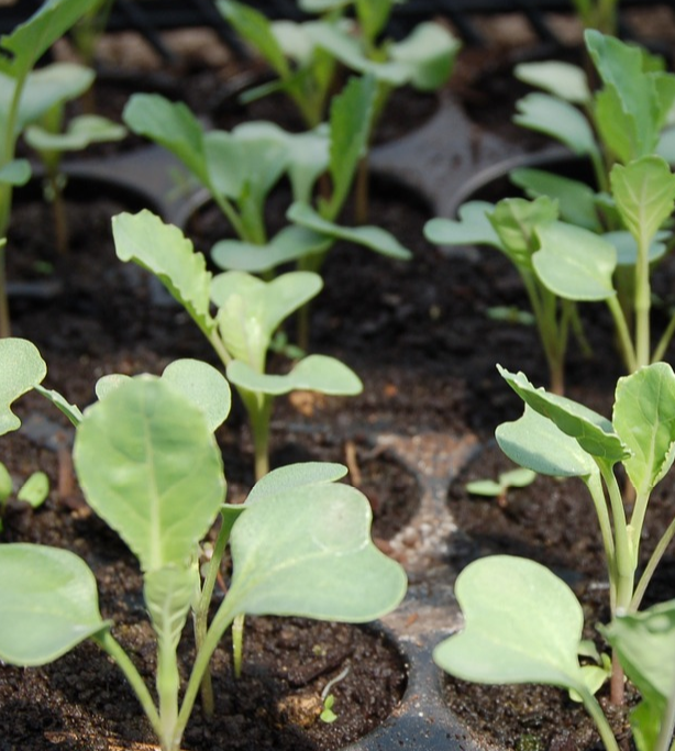cabbage seedlings 