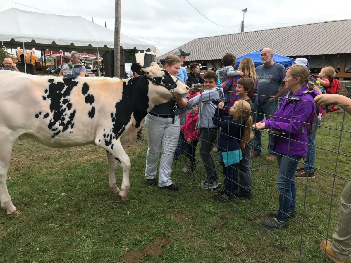 4-H participant shows cow in Carroll County
