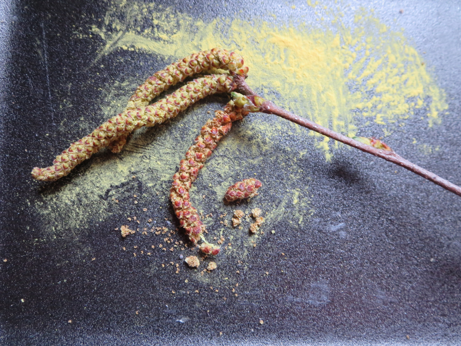 Catkins and pollen