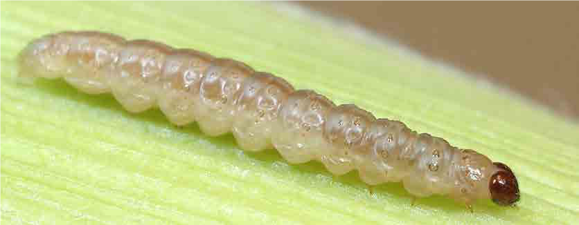 European corn borer larva