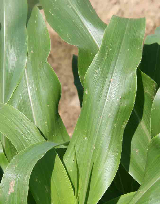 Tiny “shot holes” in whorl stage corn