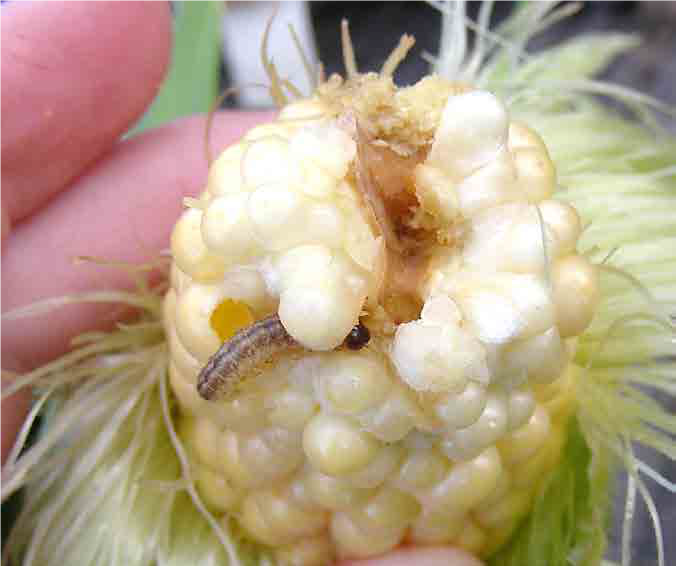 Damage by European corn borer larvae