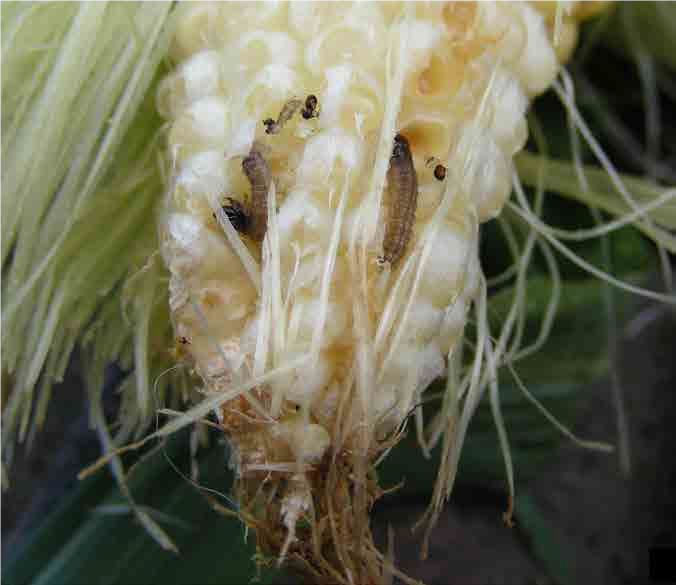 Damage by European corn borer larvae