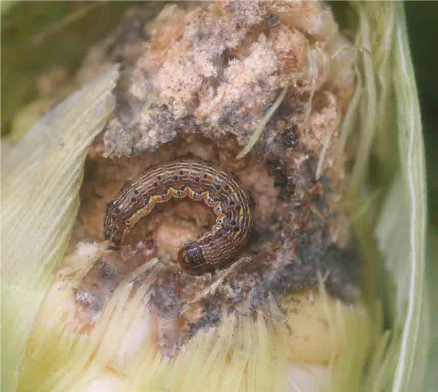  Larva with damage on corn