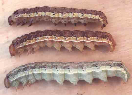 variability among corn earworm larvae
