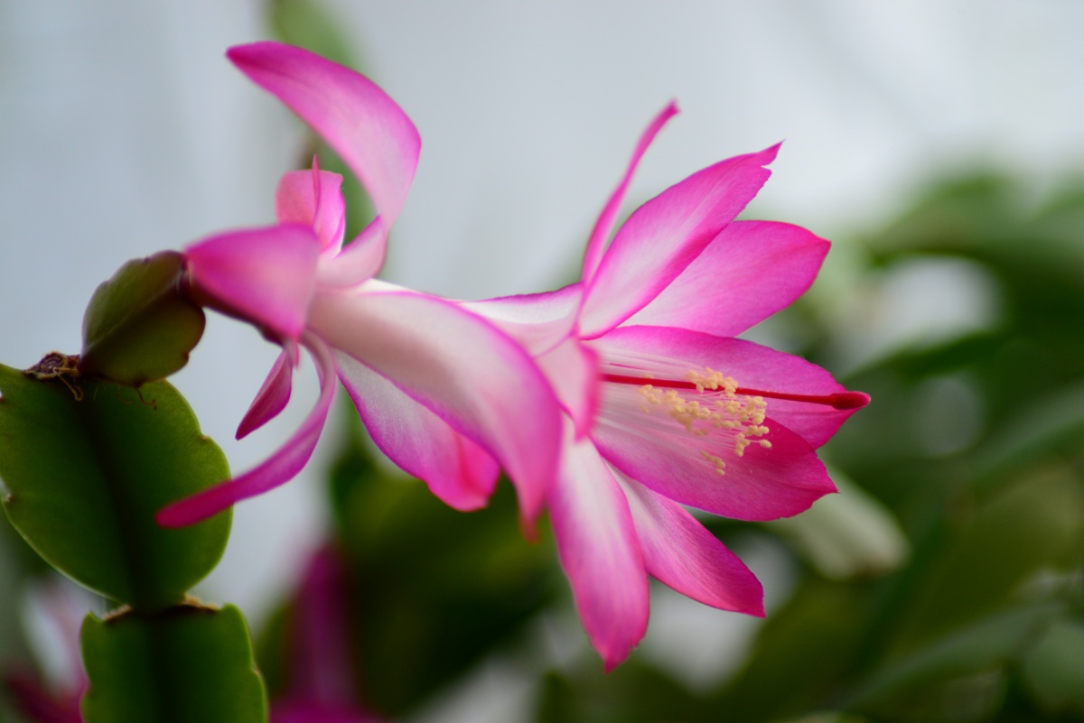 Christmas cactus