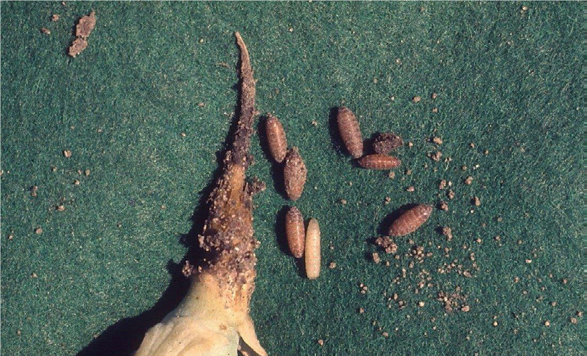 Damaged plant removed from the soil, showing the damage, plus a larva and several pupae