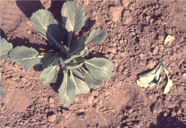 Healthy cabbage plant (left) next to one severely attacked by cabbage maggot (right)