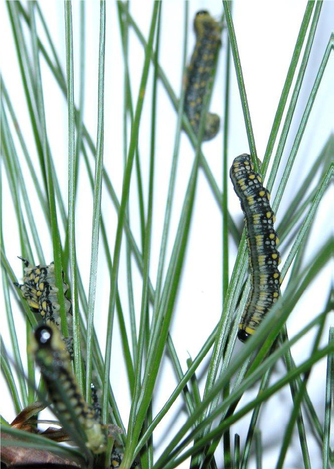 Introduced pine sawfly larvae