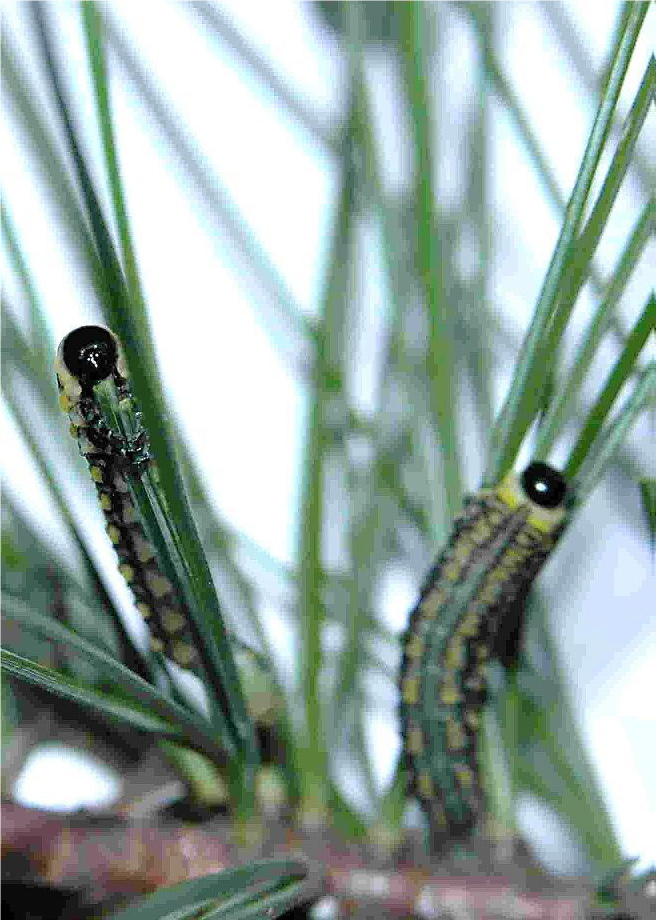 Introduced pine sawfly larvae