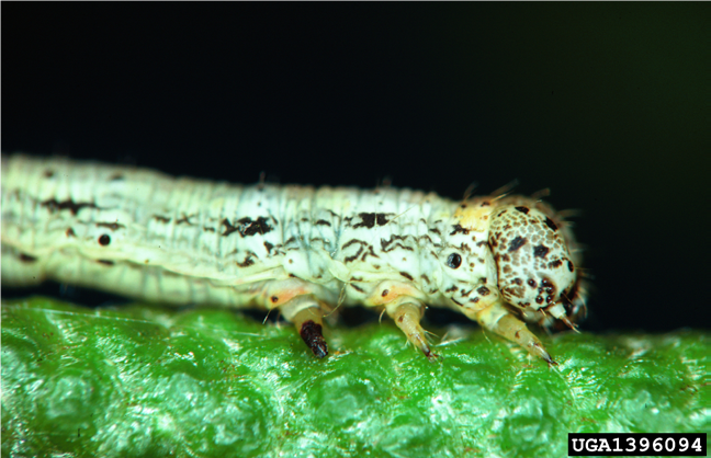  Spring cankerworm larva