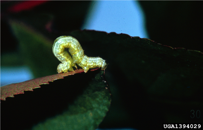 Spring cankerworm larva