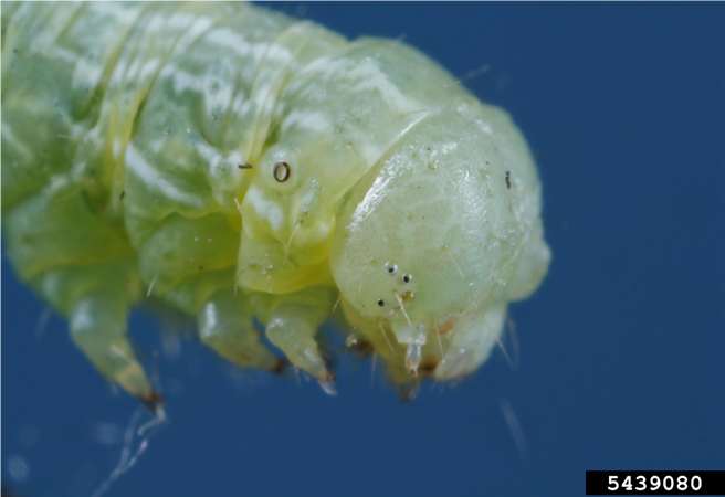 Fall cankerworm larva