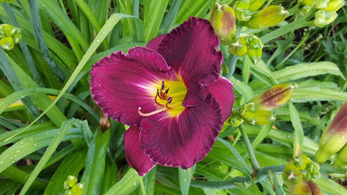 Day lilly