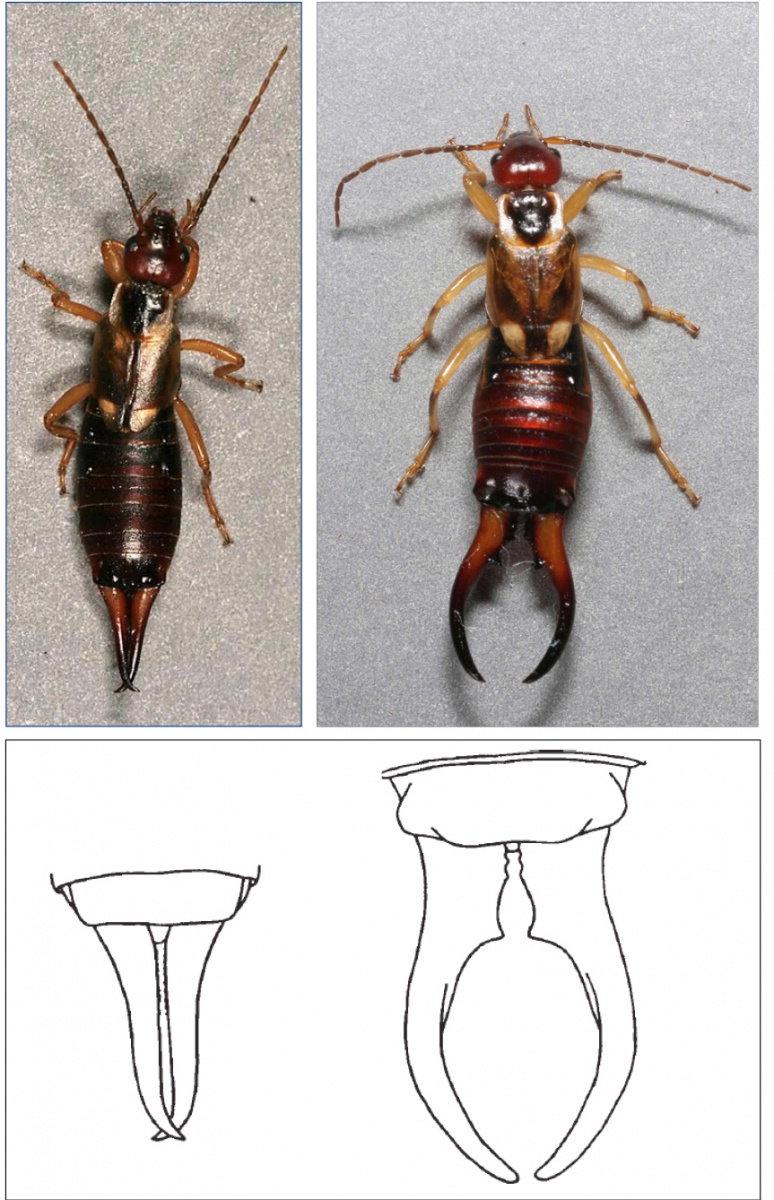 Adult earwigs: differences between females (left)  and males (right).