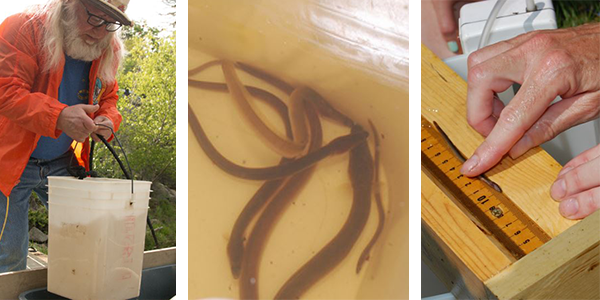 data are collected on eels