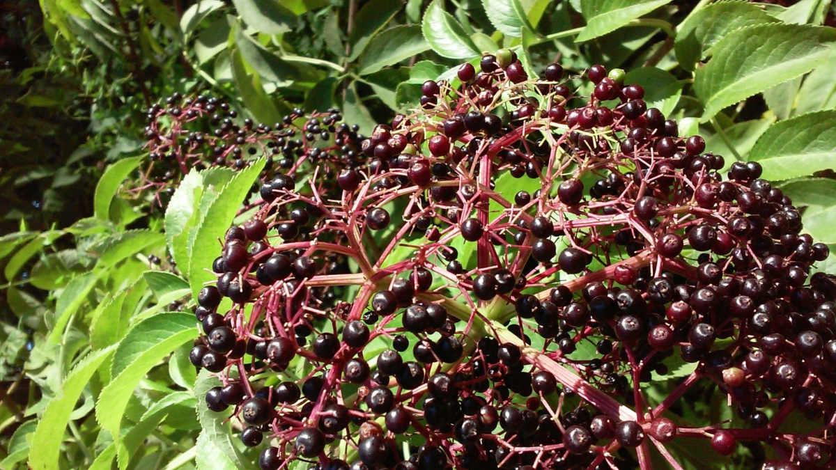 elderberries