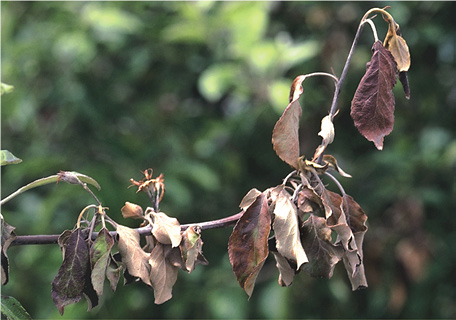 Fire blight shoot infections on apple