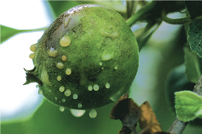 Bacteria oozing  from a young apple infected with fire blight