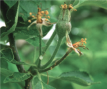 Fire blight infections on apple  blossoms; note the discolored blossom  on the lower right and droplets of  bacterial ooze