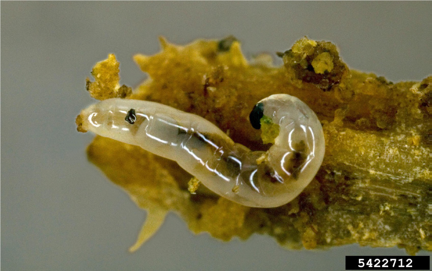 Bradysia spp. fungus gnat larva