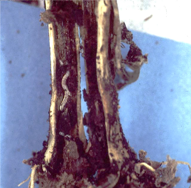 Split-open poinsettia stem with sev - eral fungus gnat larvae inside