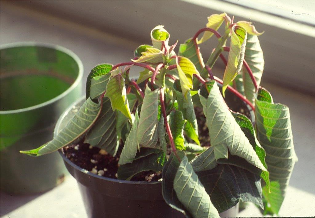 Poinsettia plant wilted and dying from a fungus gnat attack