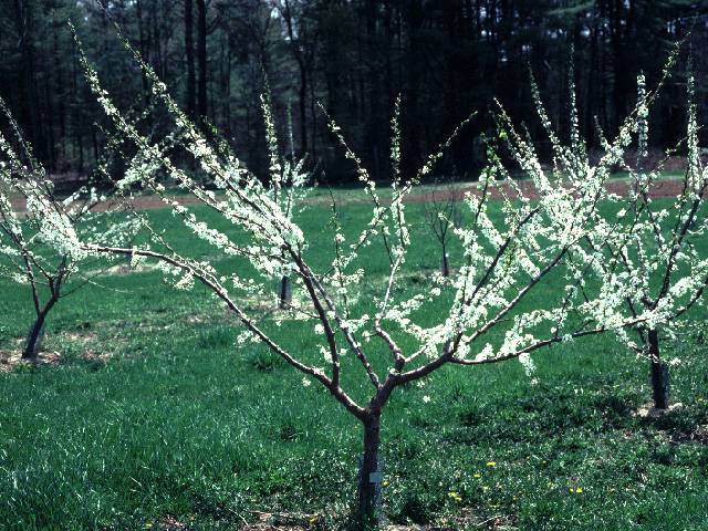 japanese plum