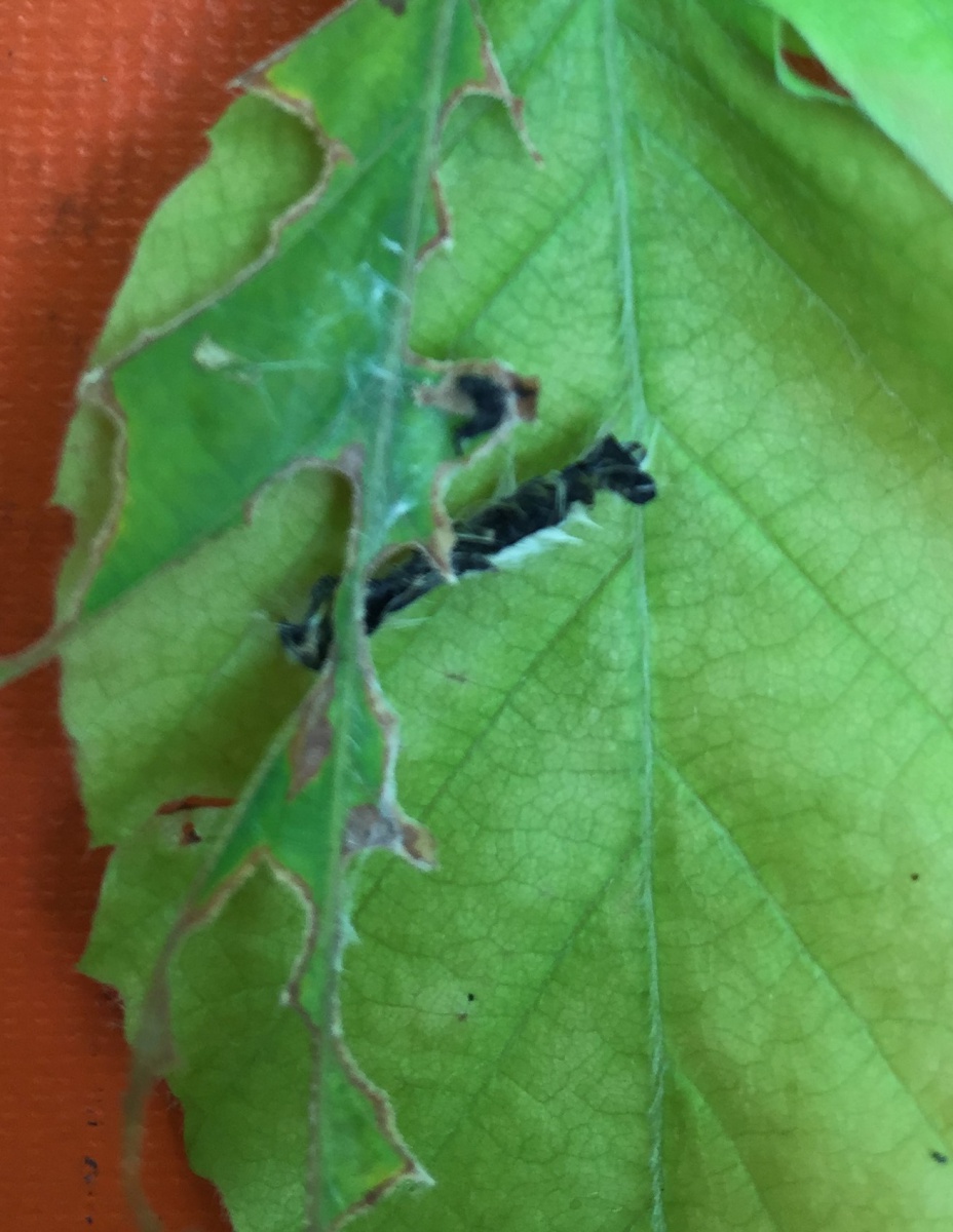 dead forest tent caterpillar on beech leaf
