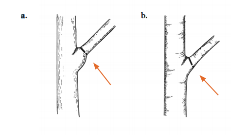 branch bark collar