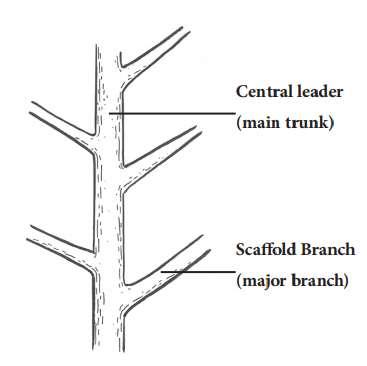  Scaffold branches