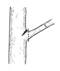 large branch removal