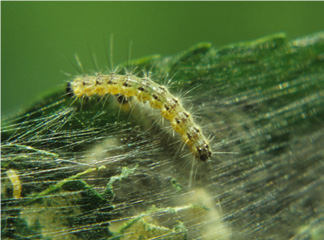 Fall webworm larva