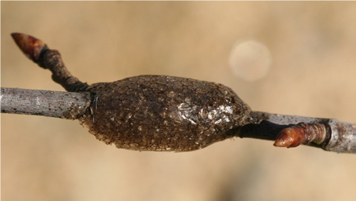 Eastern tent caterpillar egg mass