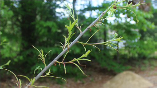 Defoliation from eastern tent caterpillar