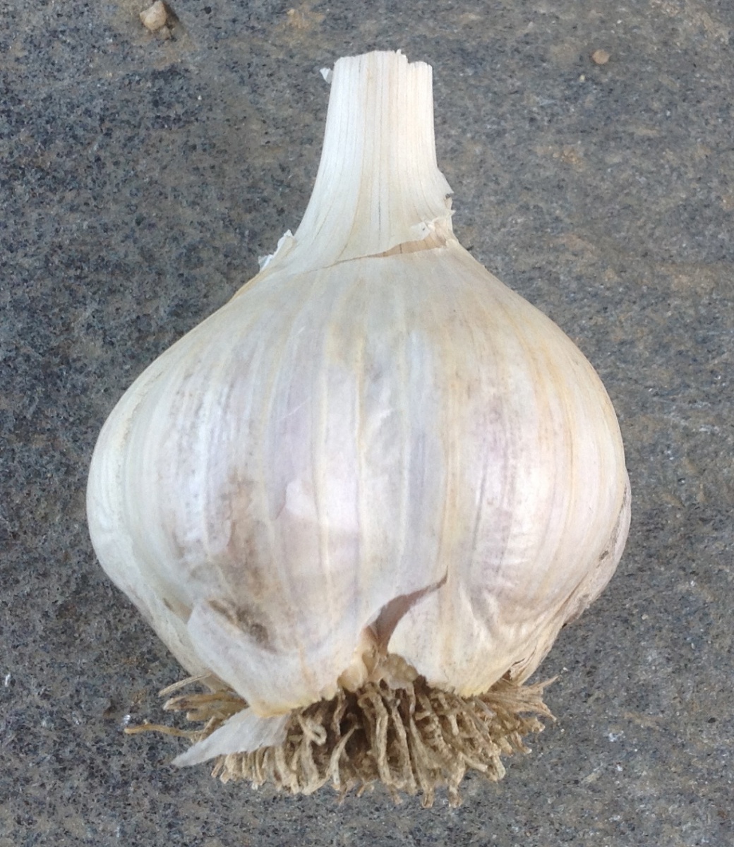 Master Gardener: Tips for successful garlic plants