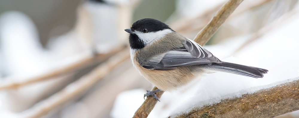chickadee bird sits on a branch in the snow