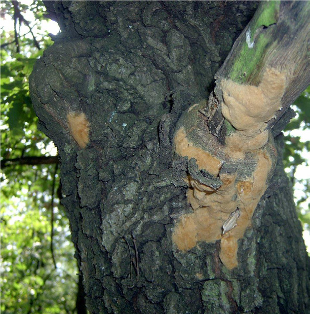 Gypsy moth egg masses on an oak trunk