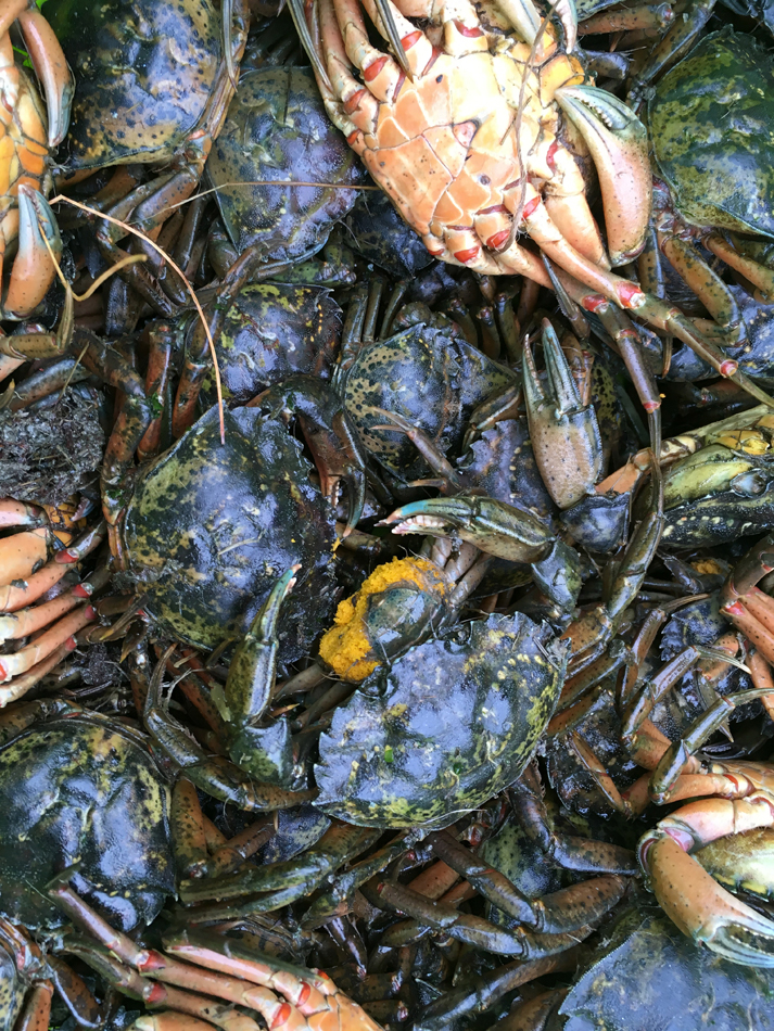 A group of green crabs together in a container.