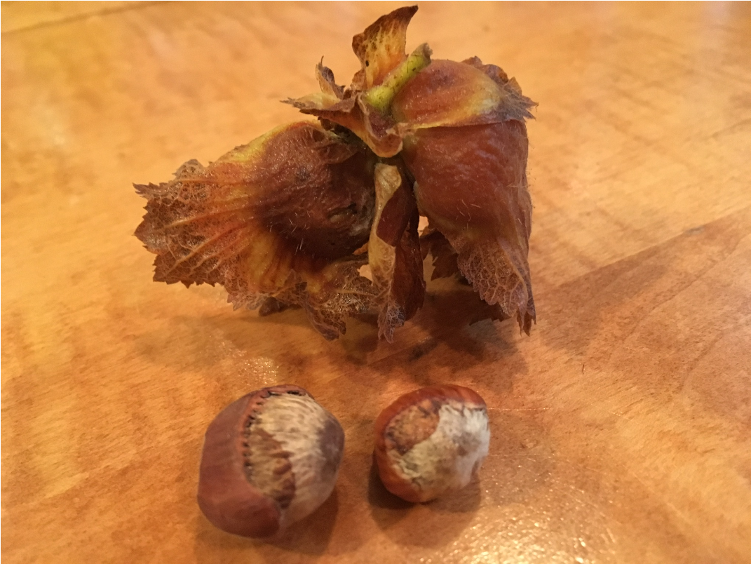 hazelnuts