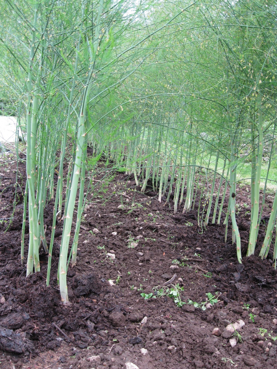 asparagus row spacing