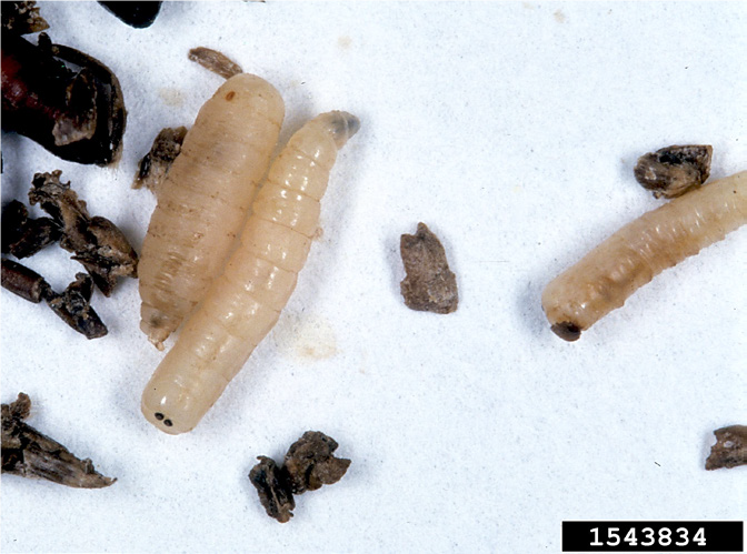  House fly larvae