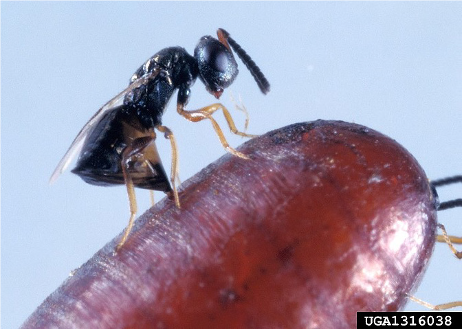 Wasp parasitizing a fly puparium 